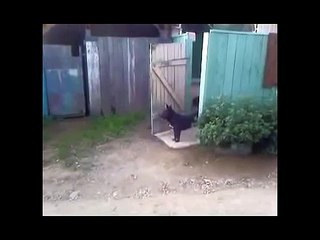 Freedom-Loving Smart Animals !