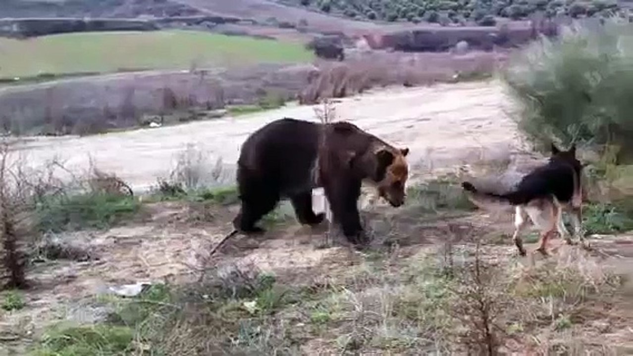 Dog kills the bear video Dailymotion