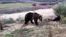 Dog kills the bear