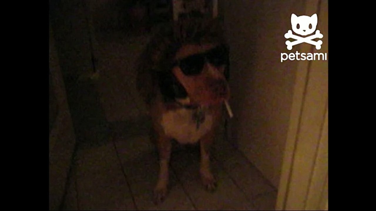 Rock 'n' Roll doggie amuses groupies