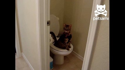 Trained kitty takes a piss in the toilet
