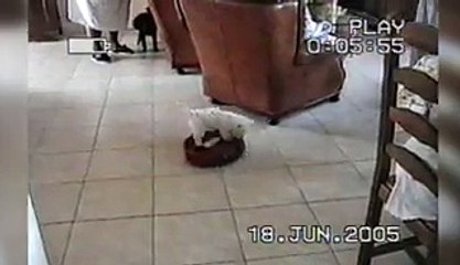 Adventurous Little Dog Goes For A Ride On A Roomba