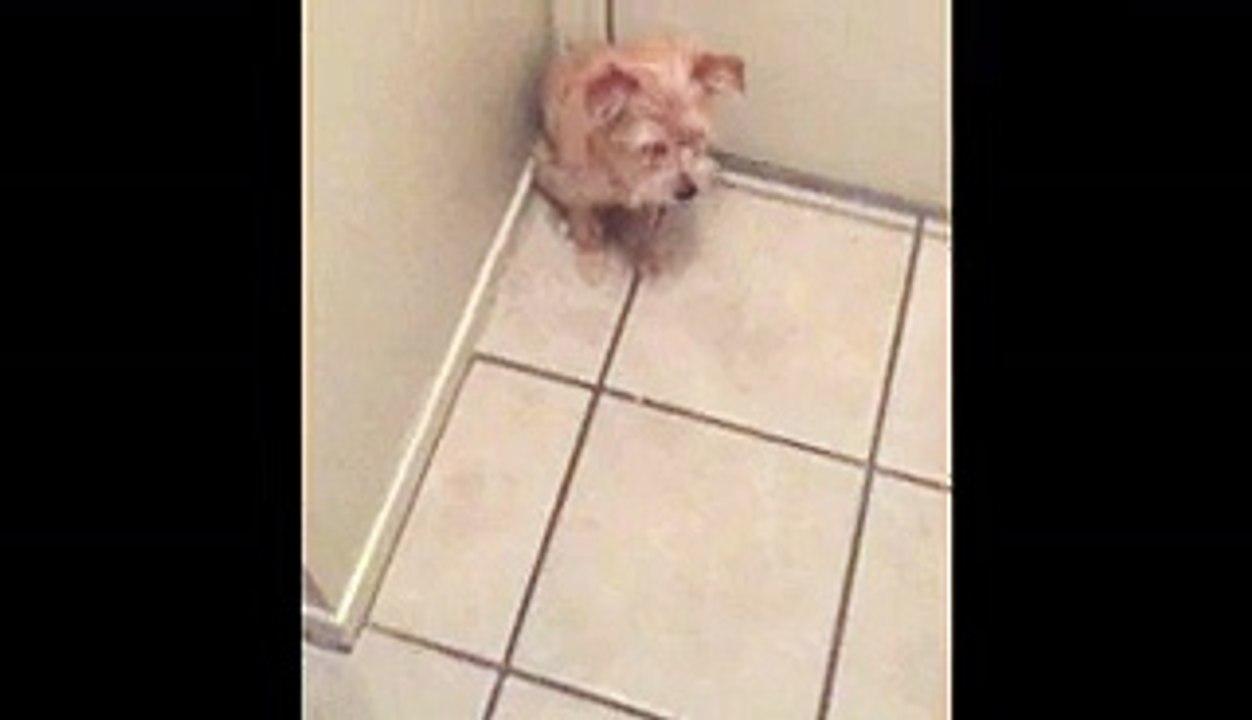 Dog Refuses To Let Owner Leave His House