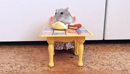 Mouse Plays On Fisher Price Kitchen Set