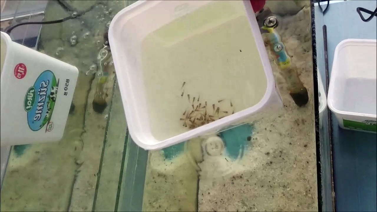 Yavru Balıkları Akvaryuma Bıraktık...