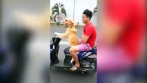 Talented Dog Riding On Motorcycle