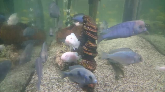 Ağzı Yavru Dolu Beyaz Prenses