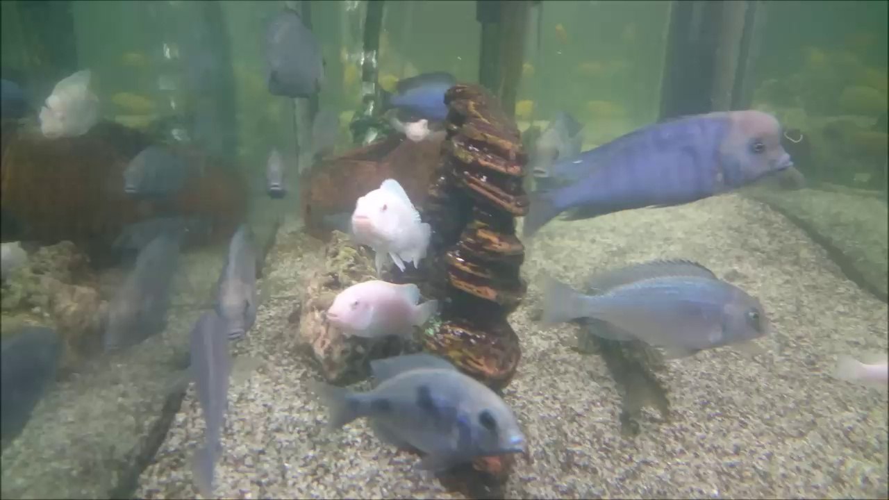 Ağzı Yavru Dolu Beyaz Prenses