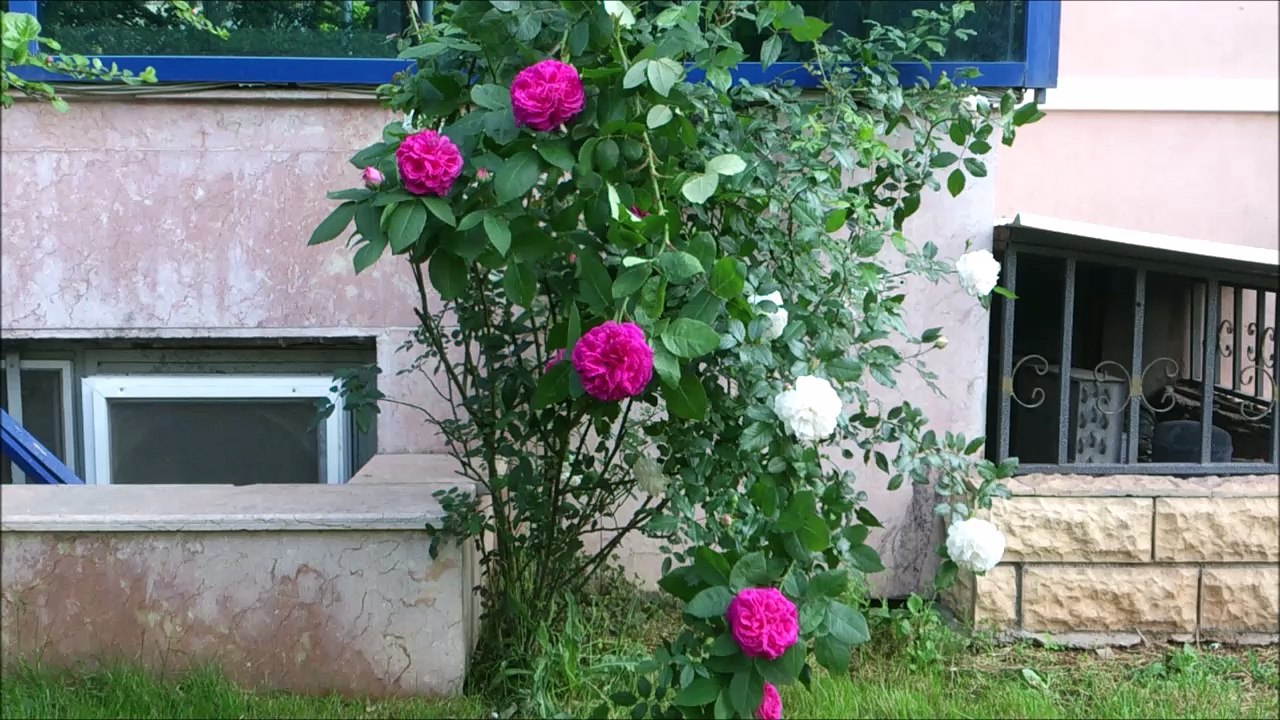 Bir Dalda İki Farklı Gül