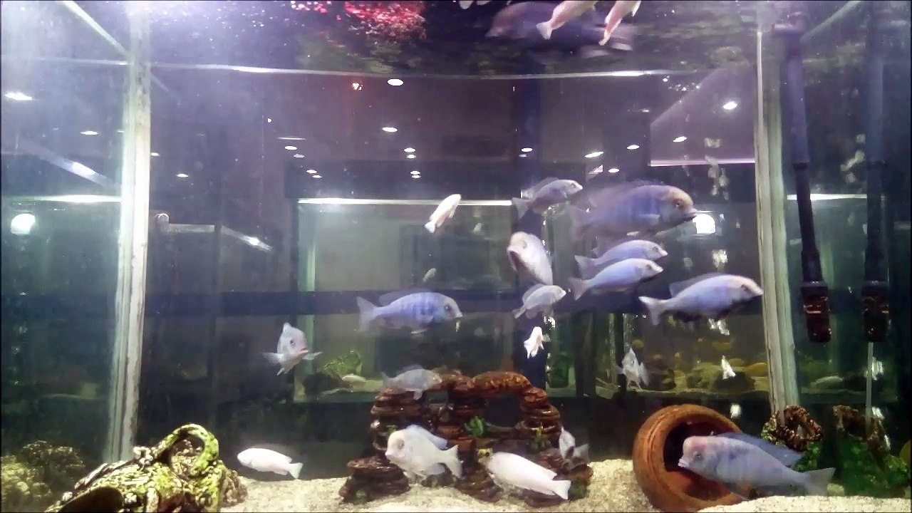 Hakiki Yunus Cikletler