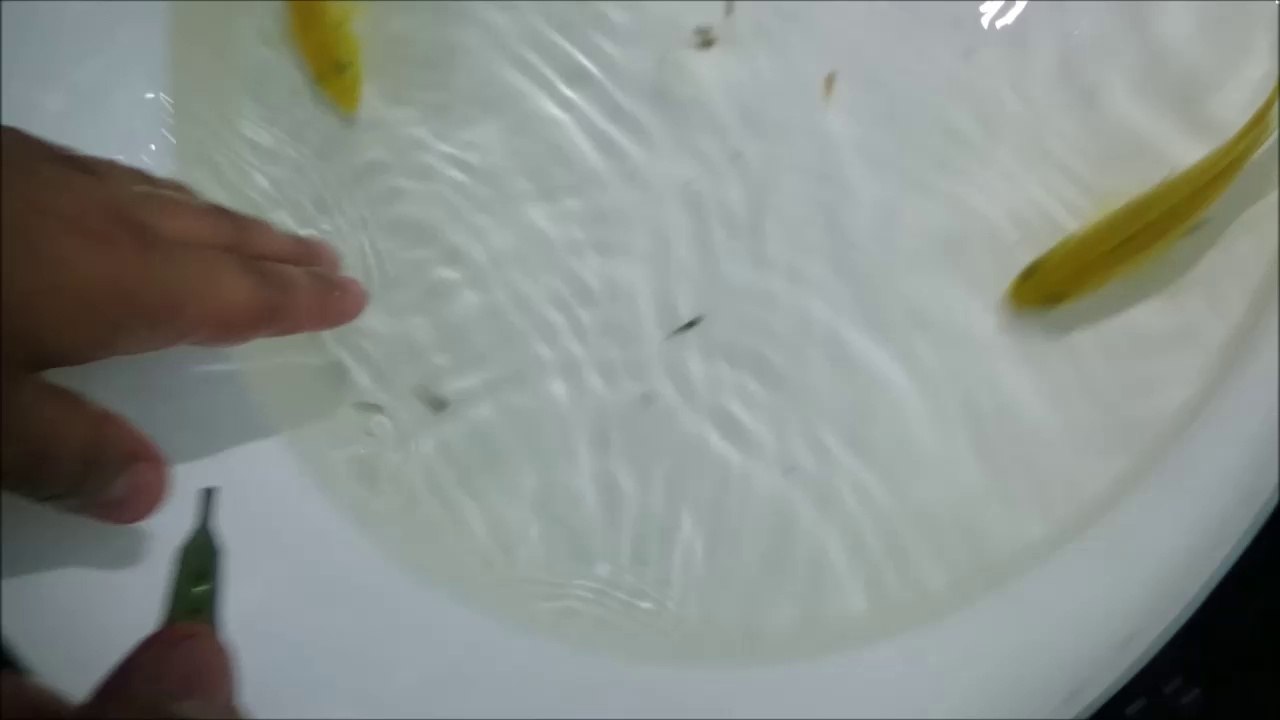 Sarı Prenses Kusturma 09.10.2015