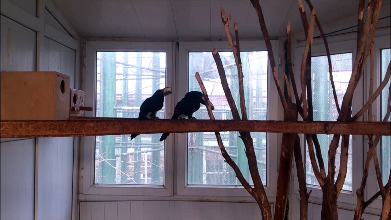 Siyah Boyunlu Acariler