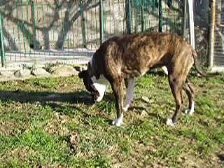 Les Amstaff jouent