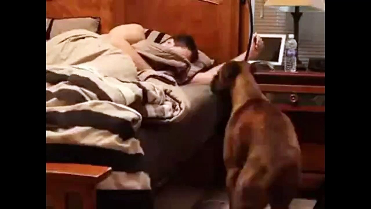 Filmygyan : Why Dogs are the Best Pet | Good mo...