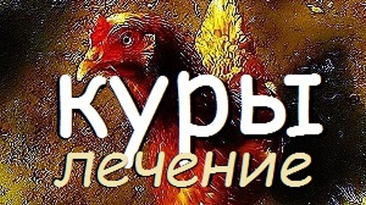 КУРЫ БОЛЕЮТ. ПАДАЮТ НА НОГИ  / Птицеводство / Куры / Куры болеют