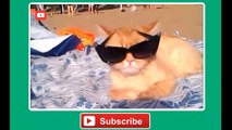 Funny Cats Compilation [Most See] Funny Cat Videos Ever Part 1 - Forget Your Sadness
