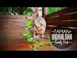 Serunya Wisata ke Taman Indraloka