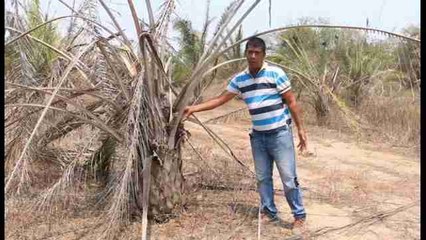 La sequía golpea los cultivos en el norte de Colombia