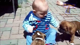 babies and dogs best friend compilation Adorabile vedios