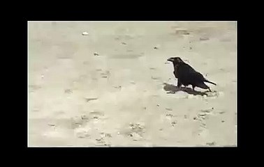 Funny Dog and Crow amazing Video