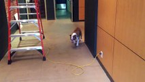 Ce chien à peur des câbles posés par terre, mais il trouve une solution géniale à ce problème !