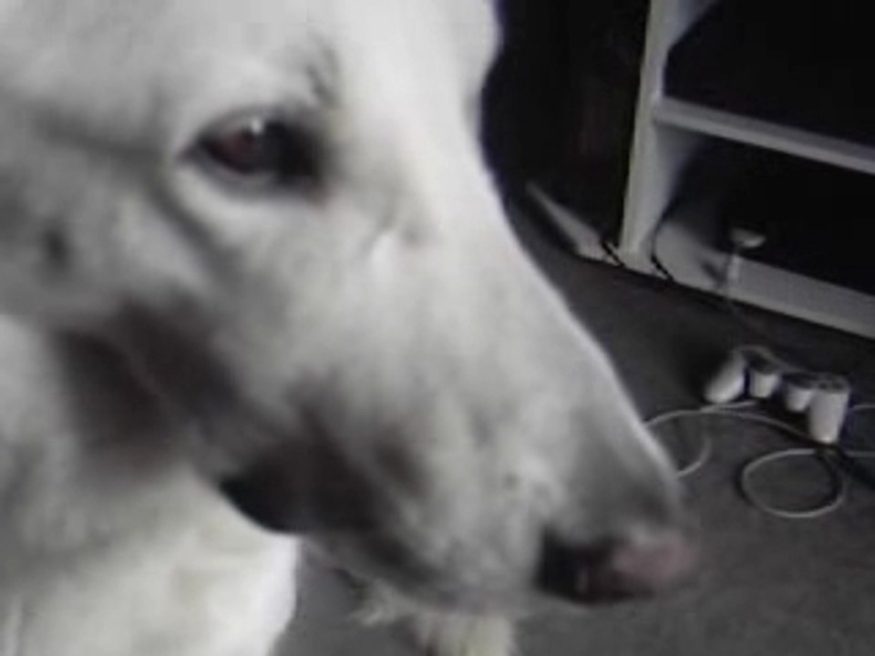 Street laika