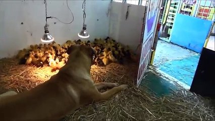 Large Dog Takes Care Of His 200 Ducklings