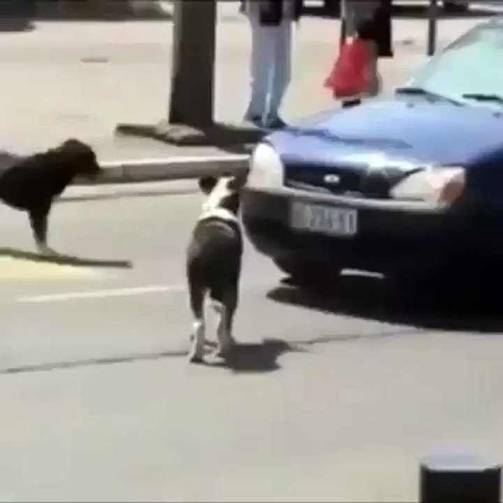 That dog is savage