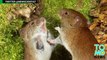 Tikus jantan lebih suka menonton perkelahian daripada seks tikus