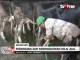 Sapi sapi Ini Nikmati Jasa Salon Sebelum Dikorbankan