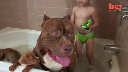 Giant Pit Bull Hulk's $500,000 Puppy Litter
