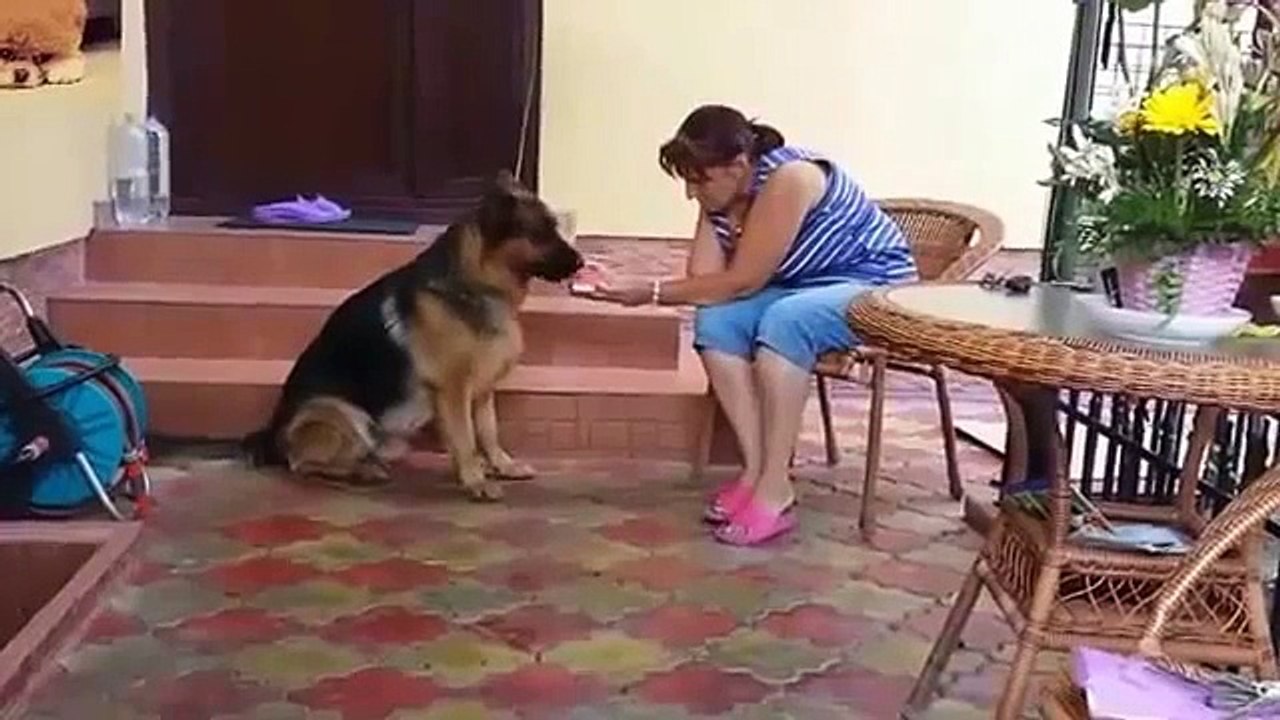 Anime Funny And Cute Animals Compilation 2015 New And video Super Wins And Fails Compilation