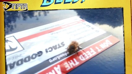 Copy of Save D Bees - Don't Feed the Animals