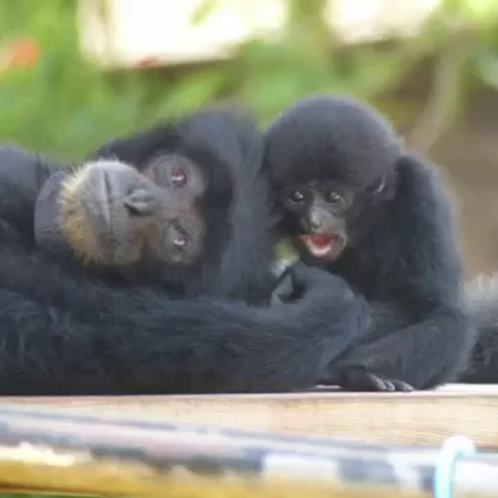 Flipagram - Reflip if you love animals