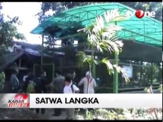 BBKSDA Sita Burung Merak Milik Yayasan Wapres JK