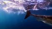 Australia's Deadliest Shark Coast documentary films HD(75