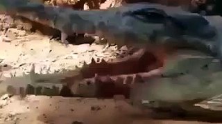 Крокодил съел птичку.