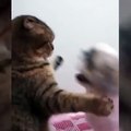 Cat teasing dog fight so cute