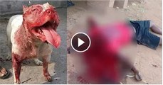 See The Pit Bull Attacks Child