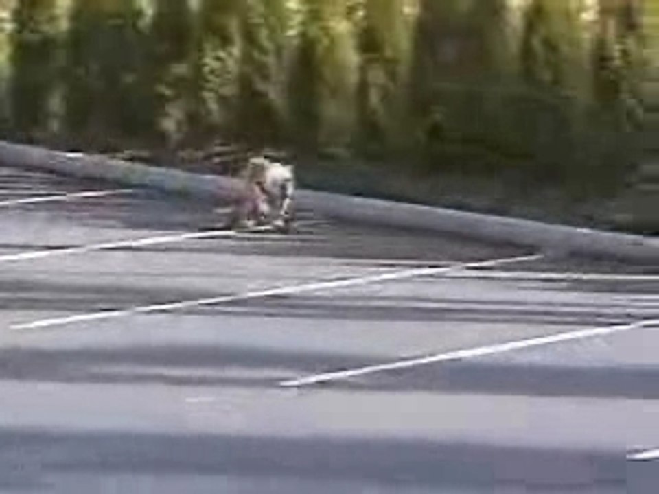 CHIEN SKATE HALLUCINANT