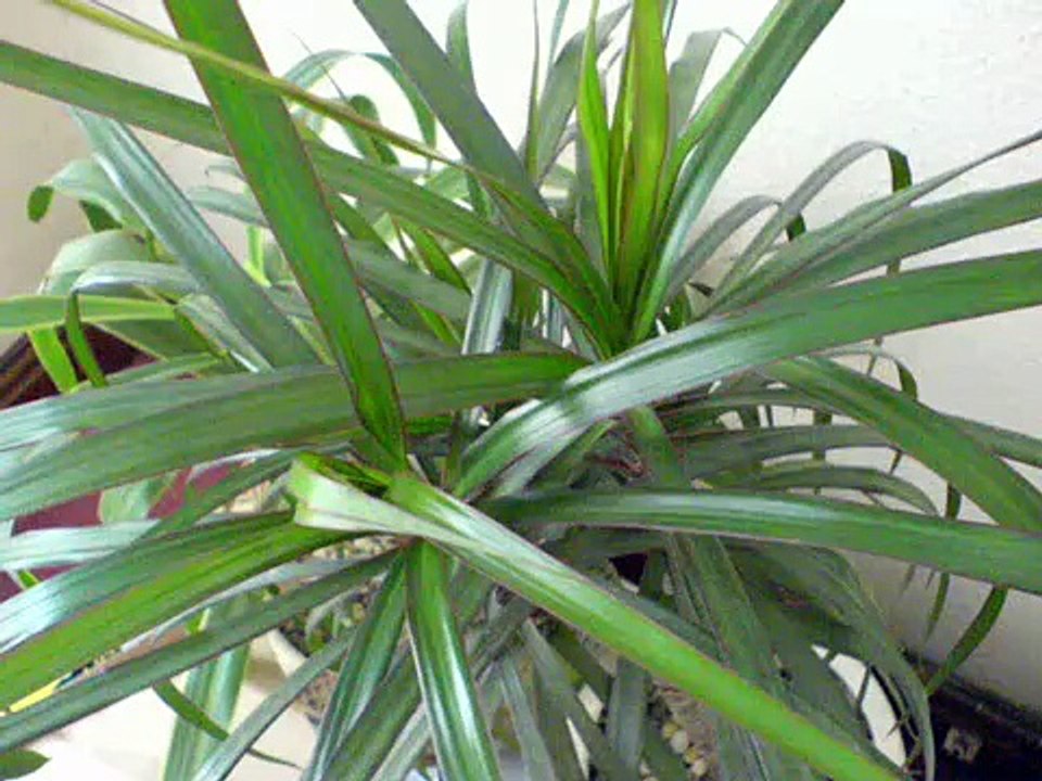 outro from Bakshish's "eye" cd '94