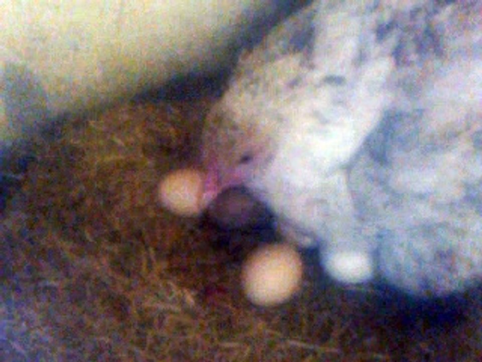 Mother Protecting her Chicks