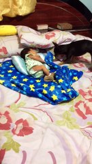 Dog Tucks In Family Baby