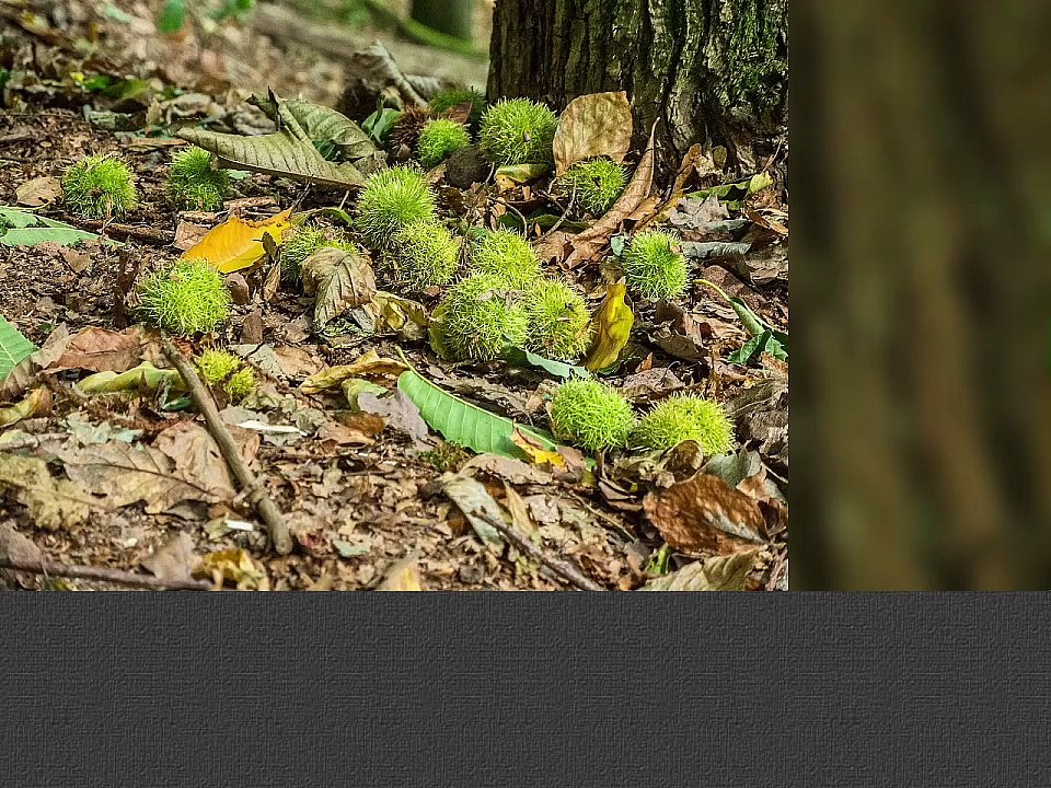 28.09.2015 - Von Eschbach nach Annweiler