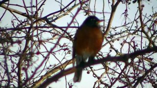 BIRD VIDEO BIRDWATCHING in HD ! NATURE WILD LIFE BIRDS UPPER MIDWEST in HD RAW VIDEO !