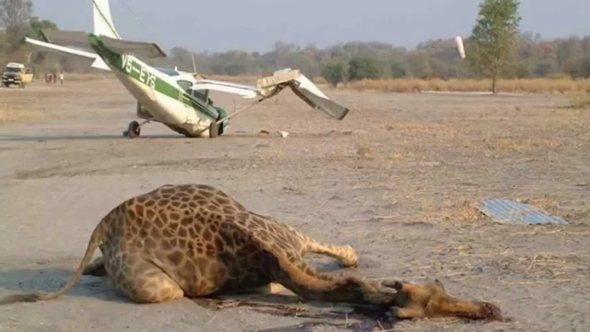 ⁣Airplane Crashes after Hitting Giraffe