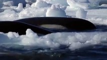Beauty Under Antarctica's Ice Sheet, Icebergs & Penguins 7