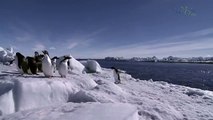 Beauty Under Antarctica's Ice Sheet, Icebergs & Penguins 9