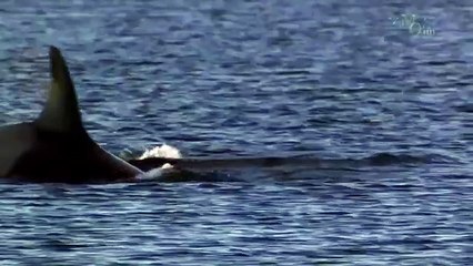 Beauty Under Antarctica's Ice Sheet, Icebergs & Penguins 11