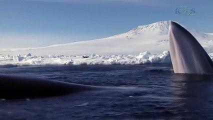 Beauty Under Antarctica's Ice Sheet, Icebergs & Penguins 14